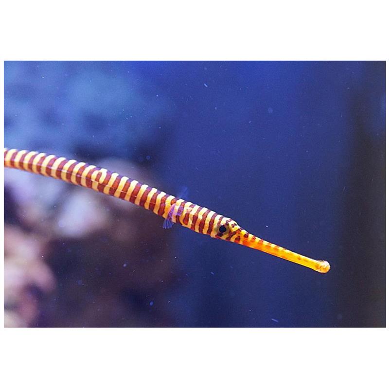 Multi-banded Pipefish - imagine 4